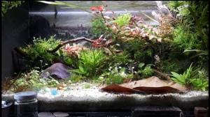 Aquarium - 60l Glasbecken zu verschenken