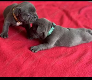 Französische Bulldogge Unsere wunderschönen Buldo Welpen ( 2Weibchen und 3 Rüde) suchen ein neues