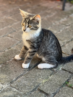 Kleiner Katzenbub, sehr lieb 