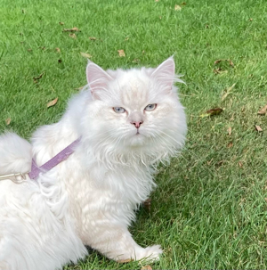 BKH Kater im "Feen- Kleid" bezaubernde Langhaar Geschwister auch einzeln