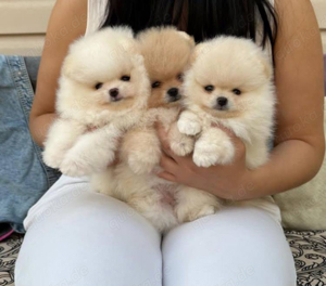 pomeranian mini Zwergspitz welpen