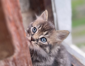 Birma-Mix Kitten, 3 Jungs, 1 Mädcheb