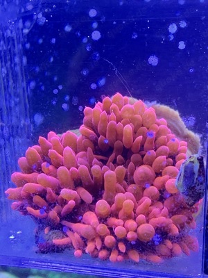 Kupferanemone in Farbe Marlboro red