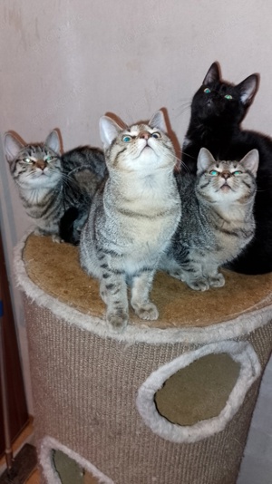 3 Katzenkinder zu verkaufen 