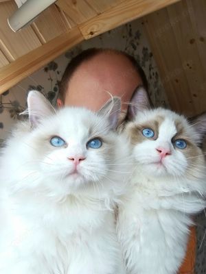 Reinrassige Ragdoll Kitten mit WCF Stammbaum