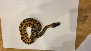 NZ 24 Königspython Pastel 100%het Piebald, Classic 100% het Piebald, classic