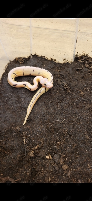 NZ 24 Königspython Pastel 100%het Piebald, Classic 100% het Piebald, classic