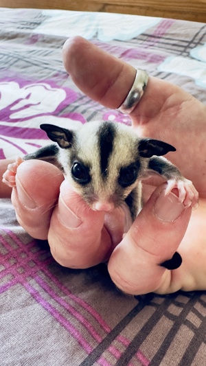 Sugar Glider 3.2 Jungtiere,  Kurzkopfgleitbeutler