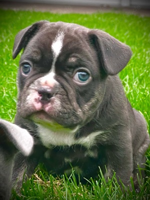 Französische Bulldogge choco 