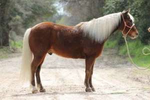 Lernen Sie das coolste Pony der Welt kennen!!! French Fry ist 8 Jahre alt, 12,2 Hand groß