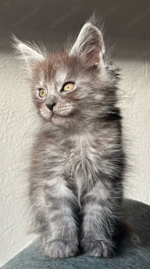 Maine Coon Kitten