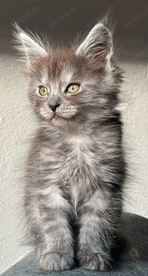 Maine Coon Kitten