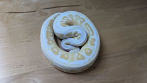 Königspython Weibchen Pewter Albino von 08 23