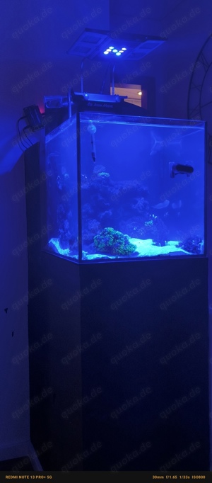 Meerwasseraquarium 