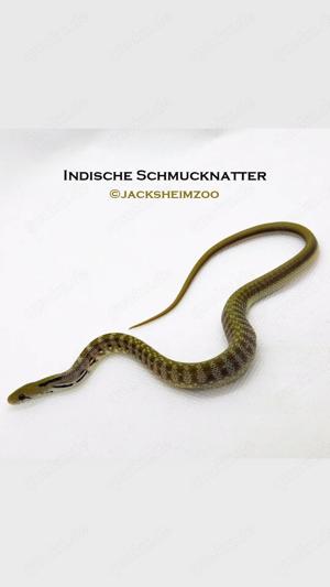 Indsiche Schmucknattern   Coelognathus helena