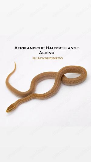 Afrikanischen Hausschlange  Boaodon Capensis