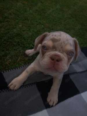 Französische Bulldogge 