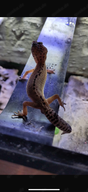 Leopardgecko Männchen