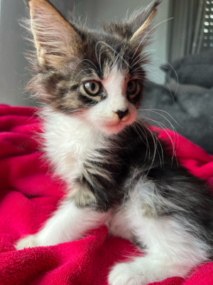 Maine Coon Kitten ( Kater)