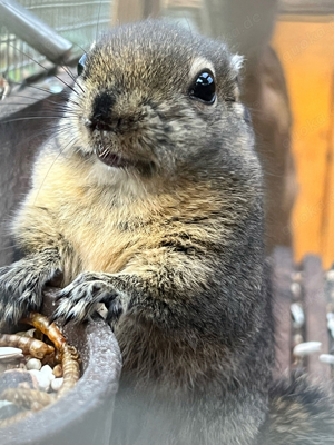 Chinesische Baumstreifenhörnchen