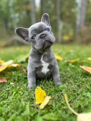 Französische Bulldoggenwelpen höchster Qualität