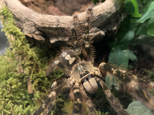 Poecilotheria subfusca Gruppe