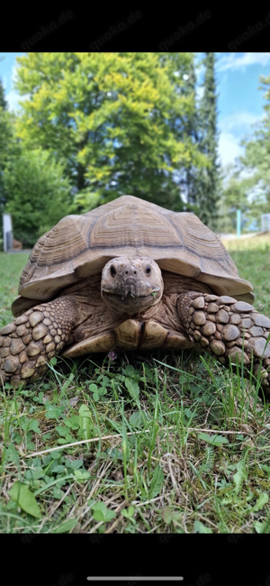 Spornschildkröte Sulcata (eierlegend) 