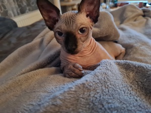 Sphynx Katze