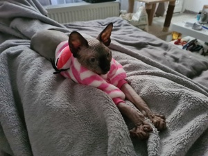 Sphynx Katze