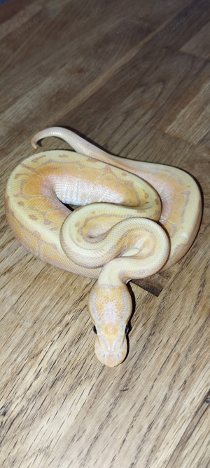 Königspython Regius NZ24 Banana Pinstripe 0.1 Weibchen Schlange