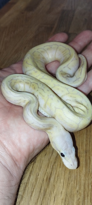 Königspython Regius Weibchen - Banana Pinstripe Pastel NZ24