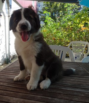 Border Collie Welpen