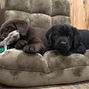 Gesunde Labrador Retriever-Welpen verfügbar