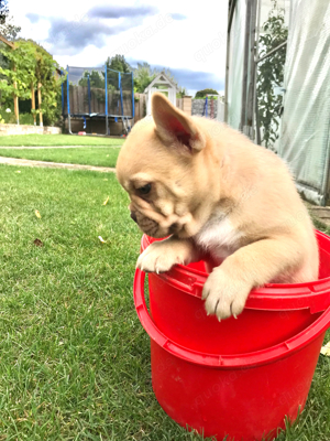 Französische Bulldogge - Husky Welpen