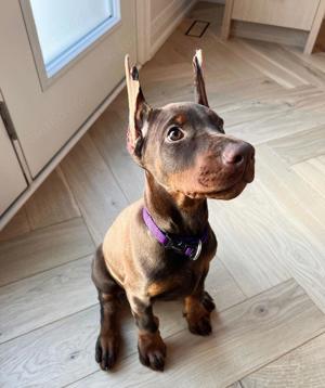 Dobermann Welpen suchen ein liebevolles neues zu Hause.