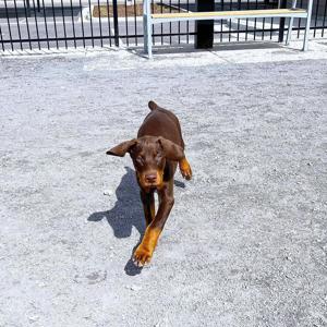 Dobermann Welpen suchen ein liebevolles neues zu Hause.