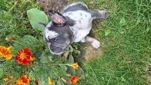 Französische Bulldogge Welpen