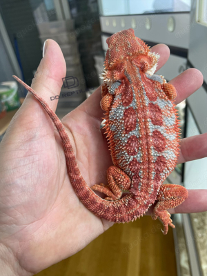 Bartagamen Männchen red Hypo high blue Tiger 