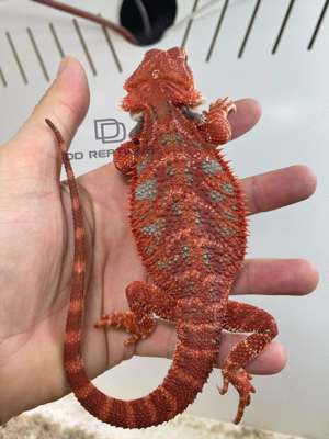 Bartagamen Weibchen extreme red het Hypo 66% het Trans 