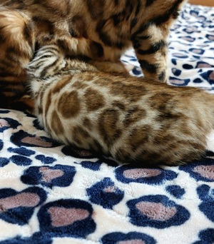 Bengal katze 