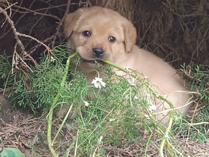 labrador welpen