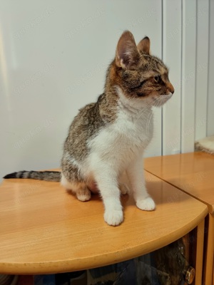 Ludowika - Sanfte Seele sucht geduldiges Zuhause Bild 10