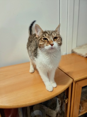 Ludowika - Sanfte Seele sucht geduldiges Zuhause Bild 6