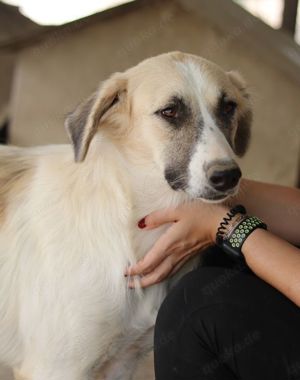 Gretchen, geb. ca. 03 2023, lebt in GRIECHENLAND, im städt. Tierheim Serres Bild 9