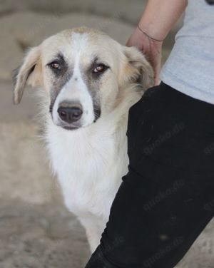 Gretchen, geb. ca. 03 2023, lebt in GRIECHENLAND, im städt. Tierheim Serres Bild 4