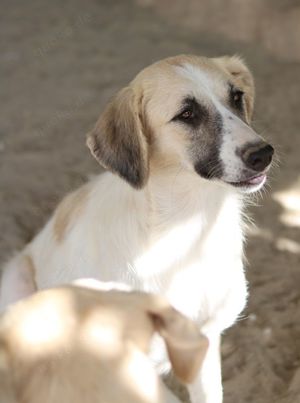 Gretchen, geb. ca. 03 2023, lebt in GRIECHENLAND, im städt. Tierheim Serres Bild 8