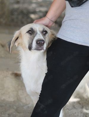 Gretchen, geb. ca. 03 2023, lebt in GRIECHENLAND, im städt. Tierheim Serres Bild 5