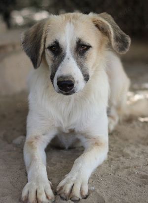 Gretchen, geb. ca. 03 2023, lebt in GRIECHENLAND, im städt. Tierheim Serres Bild 3