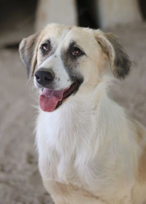 Gretchen, geb. ca. 03 2023, lebt in GRIECHENLAND, im städt. Tierheim Serres Bild 7