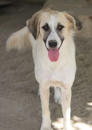 Gretchen, geb. ca. 03 2023, lebt in GRIECHENLAND, im städt. Tierheim Serres Bild 2